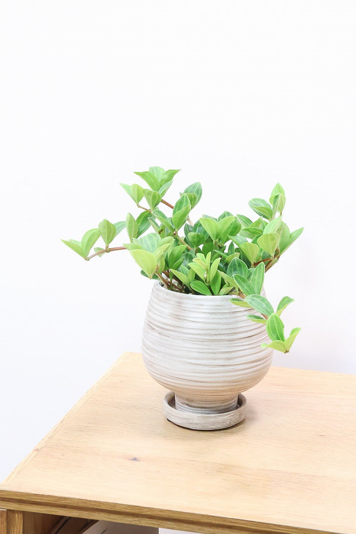 【ペペロミア  フェアリー】全高25cmのかわいいサイズ感！お椀型のかわいいPOTとの薔薇Sンうがとてもイイ感じの子です！