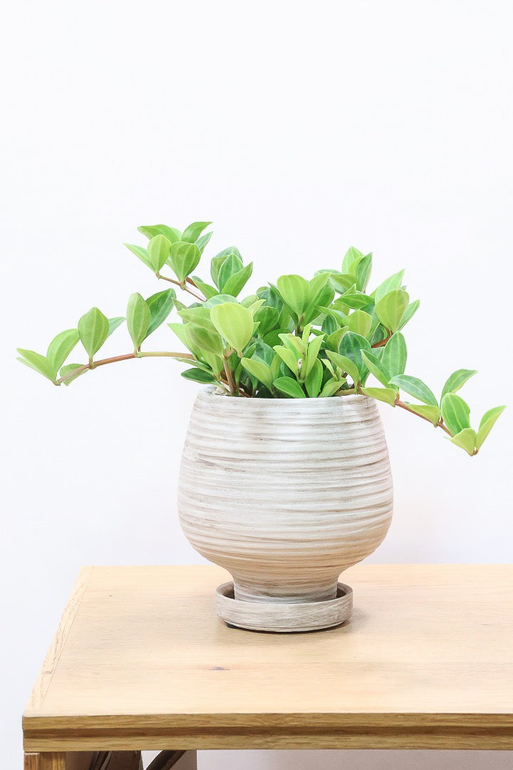 【ペペロミア  フェアリー】全高25cmのかわいいサイズ感！お椀型のかわいいPOTとの薔薇Sンうがとてもイイ感じの子です！