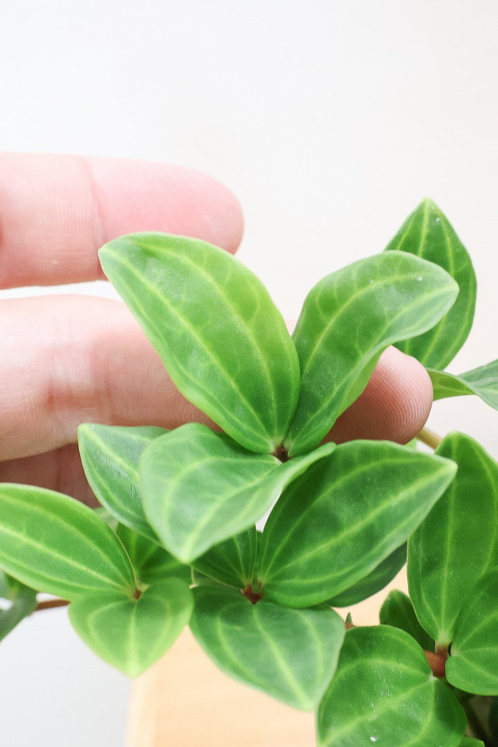 【ペペロミア  フェアリー】全高25cmのかわいいサイズ感！お椀型のかわいいPOTとの薔薇Sンうがとてもイイ感じの子です！