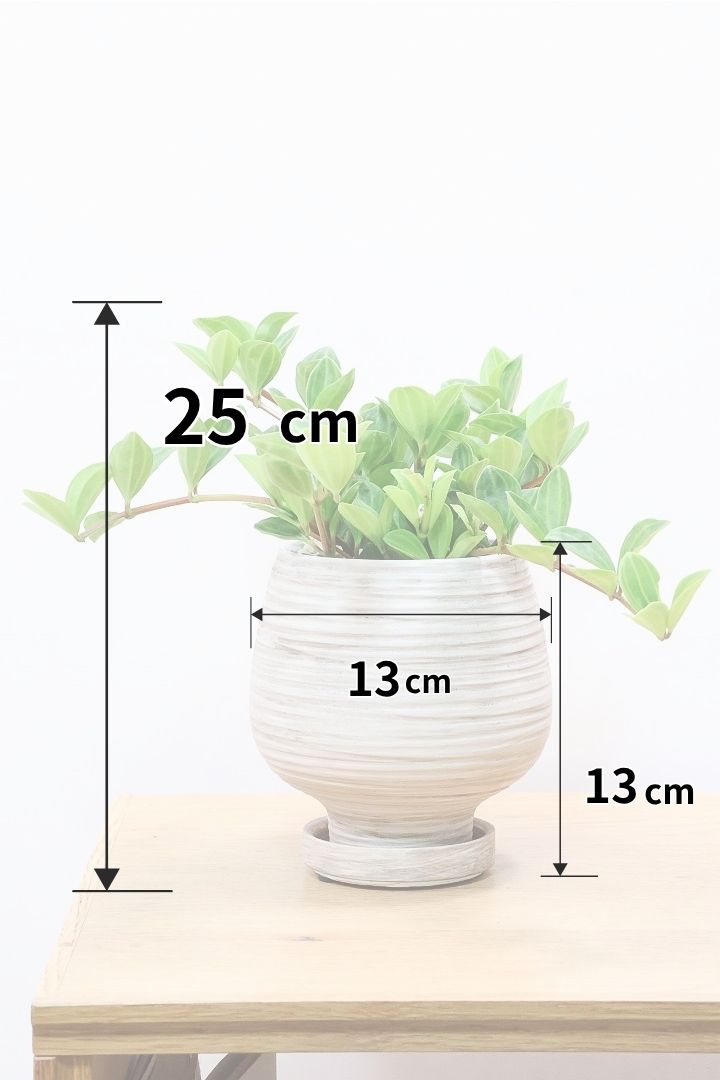 【ペペロミア  フェアリー】全高25cmのかわいいサイズ感！お椀型のかわいいPOTとの薔薇Sンうがとてもイイ感じの子です！