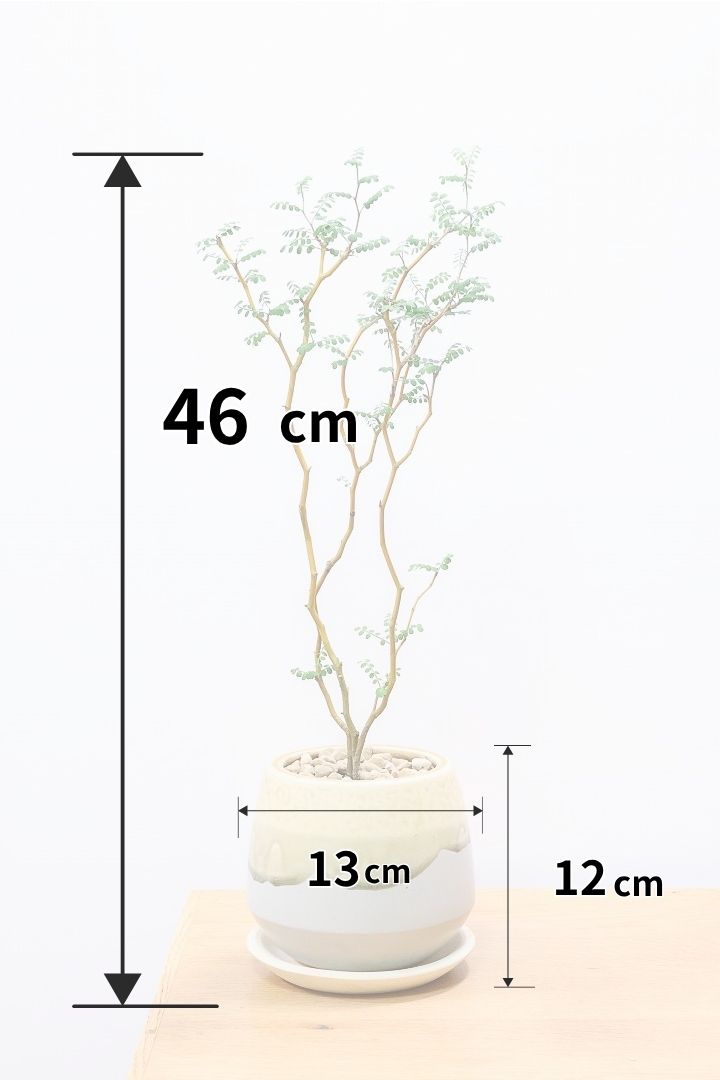 【ソフォラ リトルベイビー】全高46cmのお手頃なサイズ！スタイリッシュな樹形！寒さに強く育てやすい観葉植物なのでおススメですよ