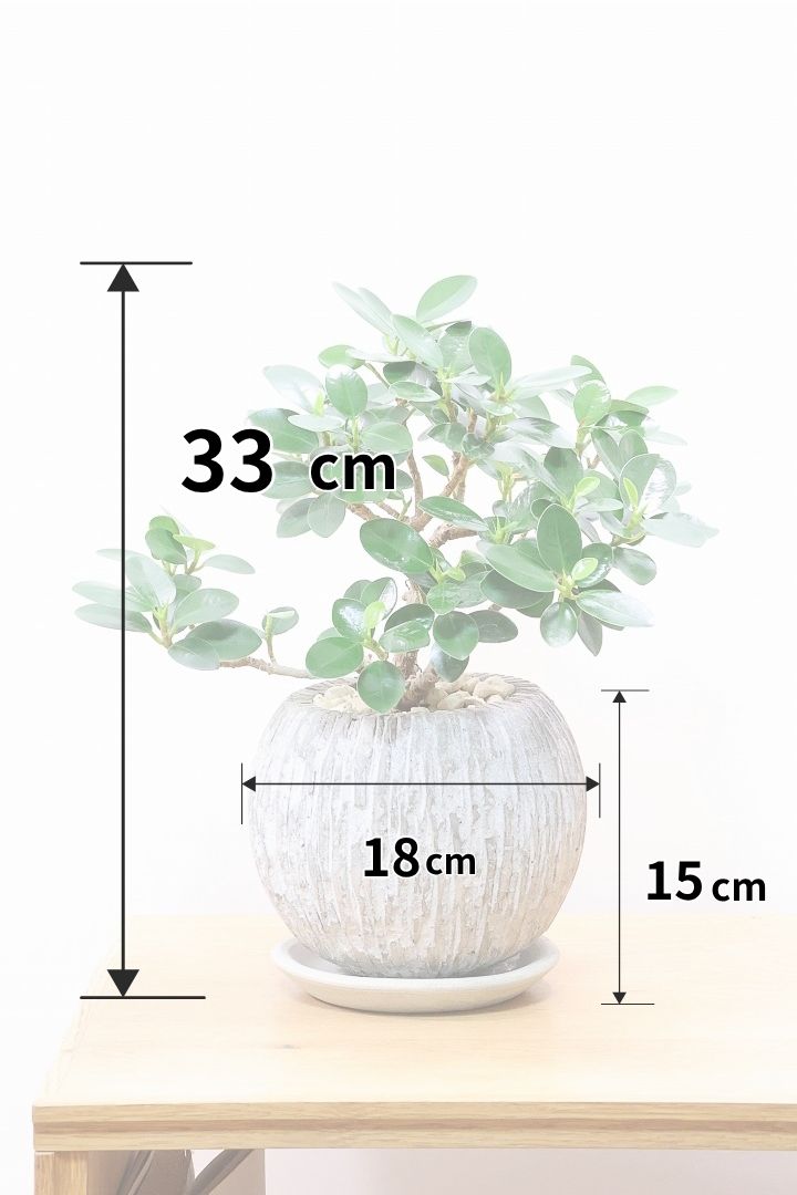 【パンダガジュマル】全高33cmのかわいいサイズ！盆栽仕立てがカッコいい！ガジュマルの中でも更に極小のかわいい葉です♪