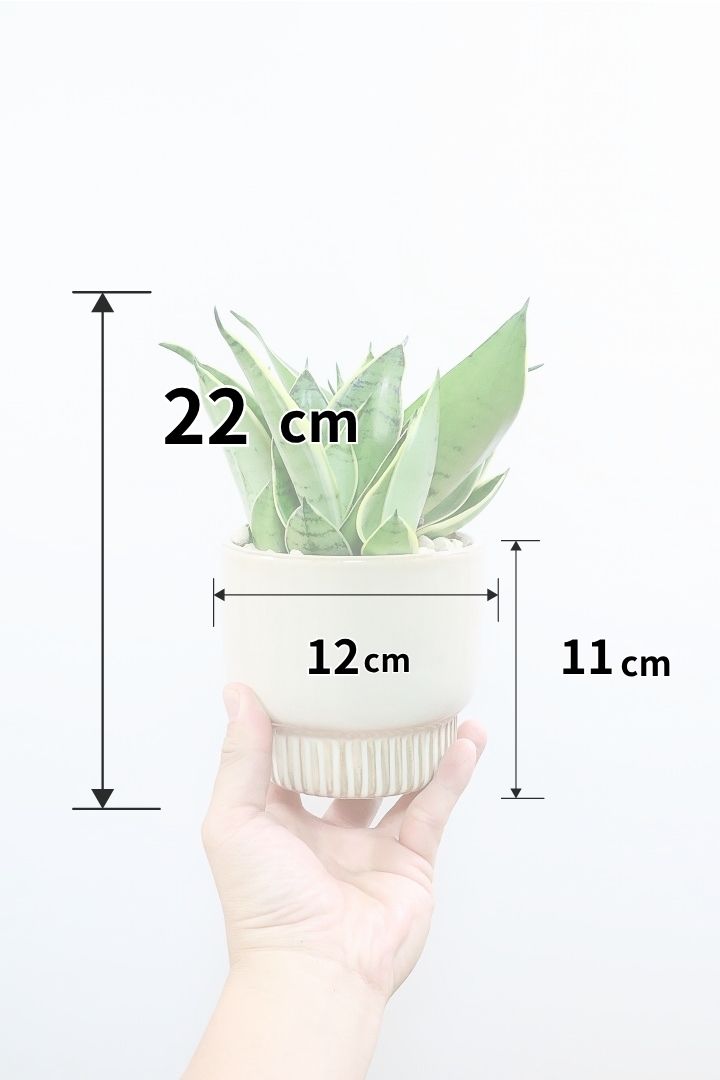 【サンスベリア ダイヤモンドハニー】今回もボリューム満点の全高22cm！甘い葉色が凄く人気なんです！