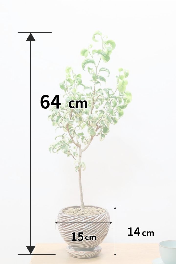 ベンジャミン・バロックをもっと大きく育てるには？| 観葉植物の基礎