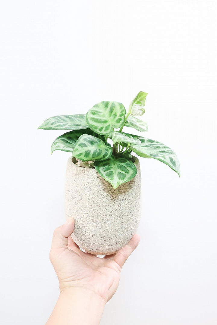 【アンスリウム ドラヤキ】全高25cm！葉のバランスがとてもい感じの個体！これは見ごたえがありますよ！