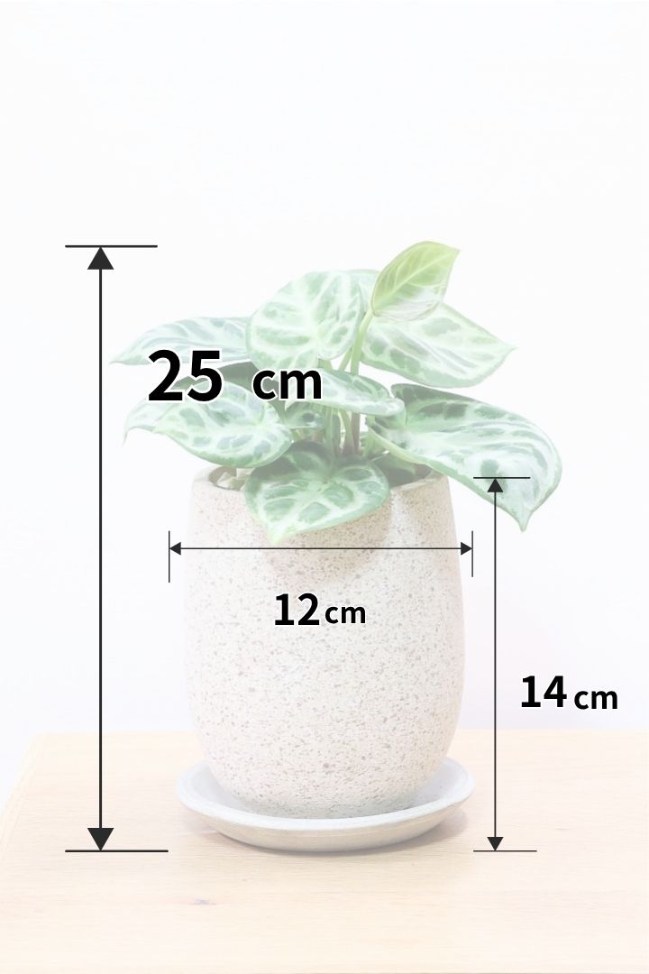 【アンスリウム ドラヤキ】全高25cm！葉のバランスがとてもい感じの個体！これは見ごたえがありますよ！