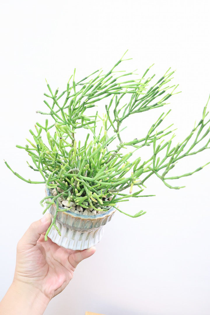 【リプサリス ハティオラ】全高34cmのかわいいサイズ！久々の入荷となりました！今回もギュッと詰まったとても良い株です！