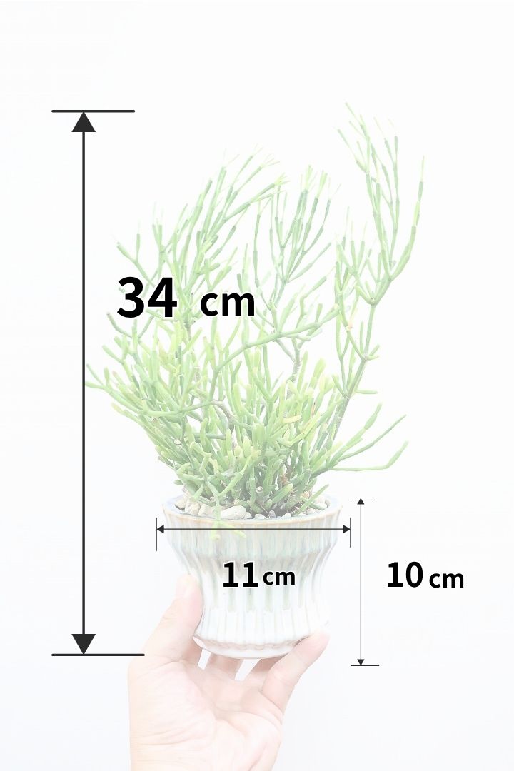 【リプサリス ハティオラ】全高34cmのかわいいサイズ！久々の入荷となりました！今回もギュッと詰まったとても良い株です！