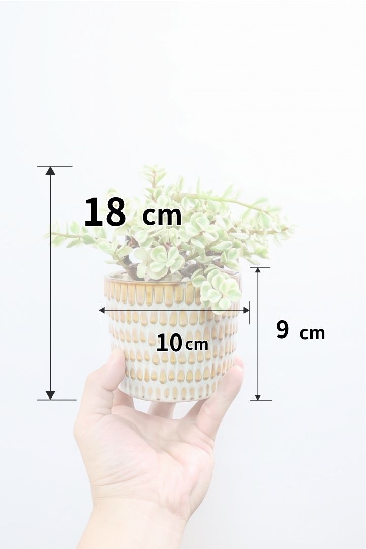 【ポーチュラカリア 雅楽の舞】全高18cmのミニサイズ！前回は即完売だったので再入荷しました！今回もいい樹形ですよ！