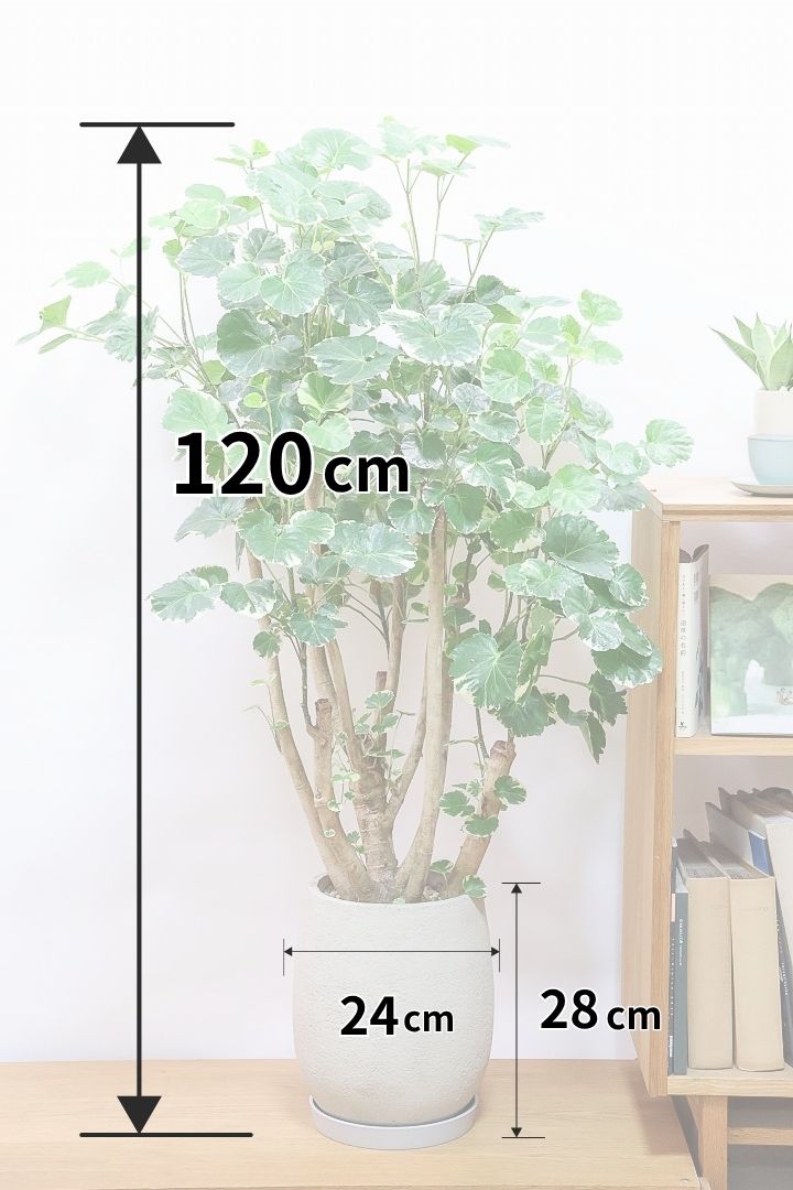 【ポリシャス マルギナータ】全高120cmの存在感があるタイプ！この樹形は素晴らしい！息も太くて存在感がありますよ！