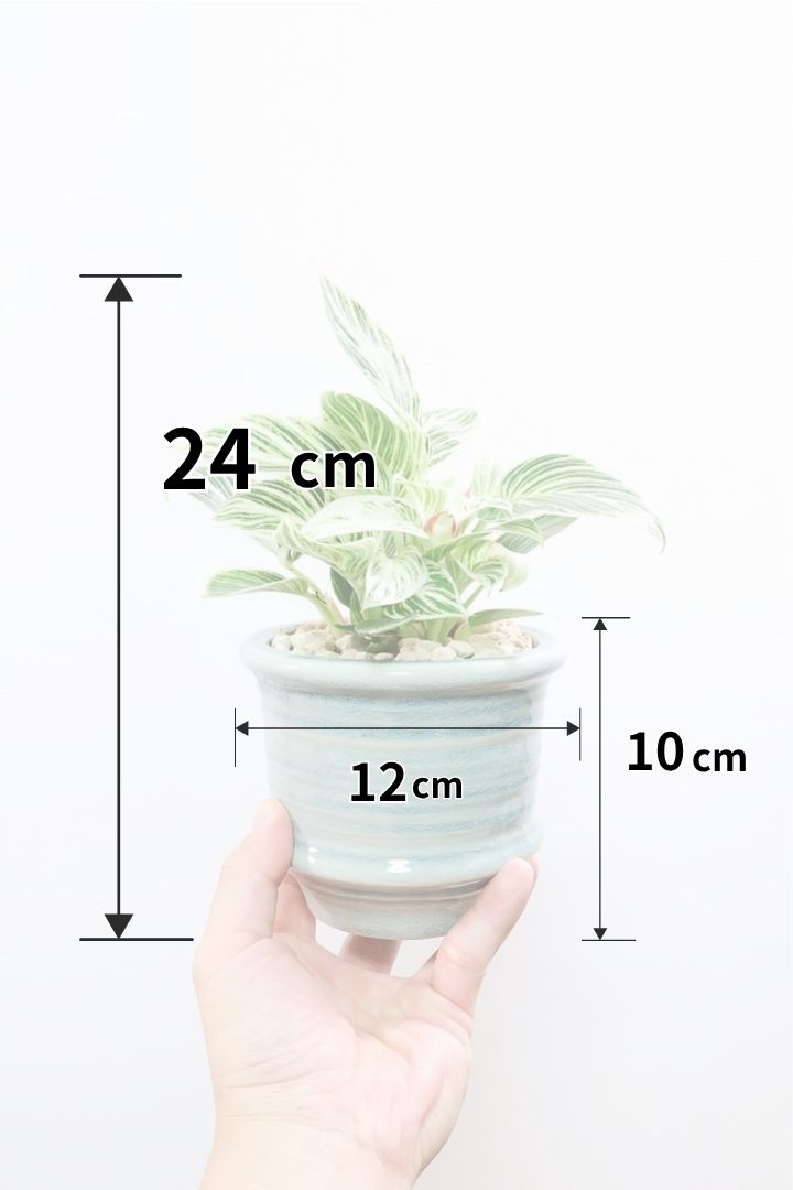 【フィロデンドロン ミニバーキン】全高24cmのかわいいサイズ！今回も素晴らしいコントラストです！ボリュームもありますよ！