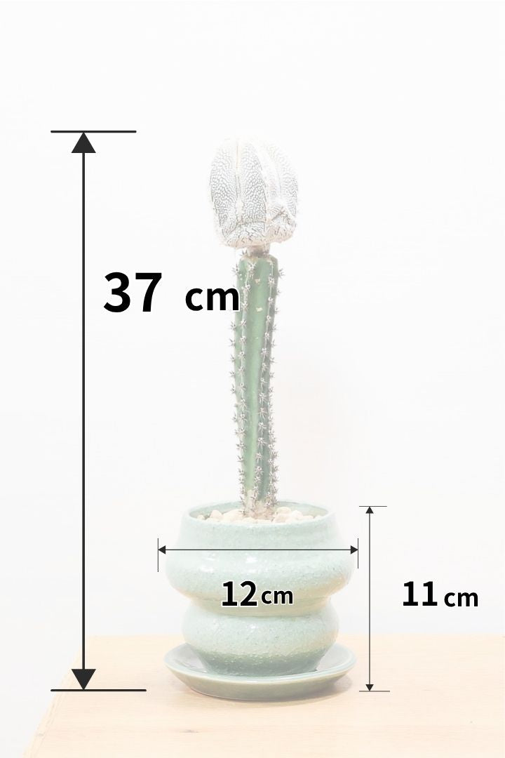 【アストロフィツム 恩塚ランポー】全高37cm！今回限りの限定入荷です！ホワイトの肌がとても美しい美人な観葉植物です！