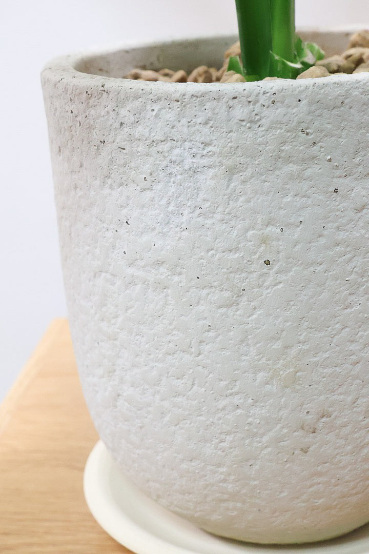 【スパティフィラム  センセーション】全高43cmのちょうどいいかサイズ！この季節ならではの良い色出てます！このサイズ感でここまで斑が美しいものは希少ですよ！