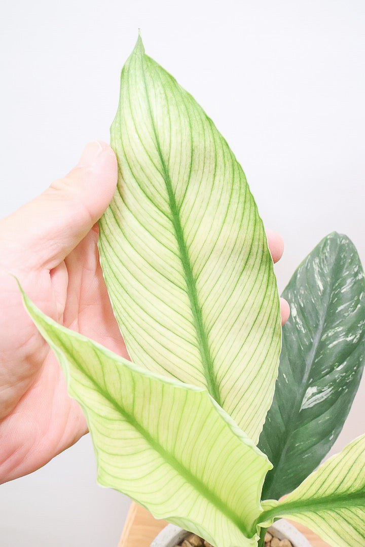 【スパティフィラム  センセーション】全高43cmのちょうどいいかサイズ！この季節ならではの良い色出てます！このサイズ感でここまで斑が美しいものは希少ですよ！