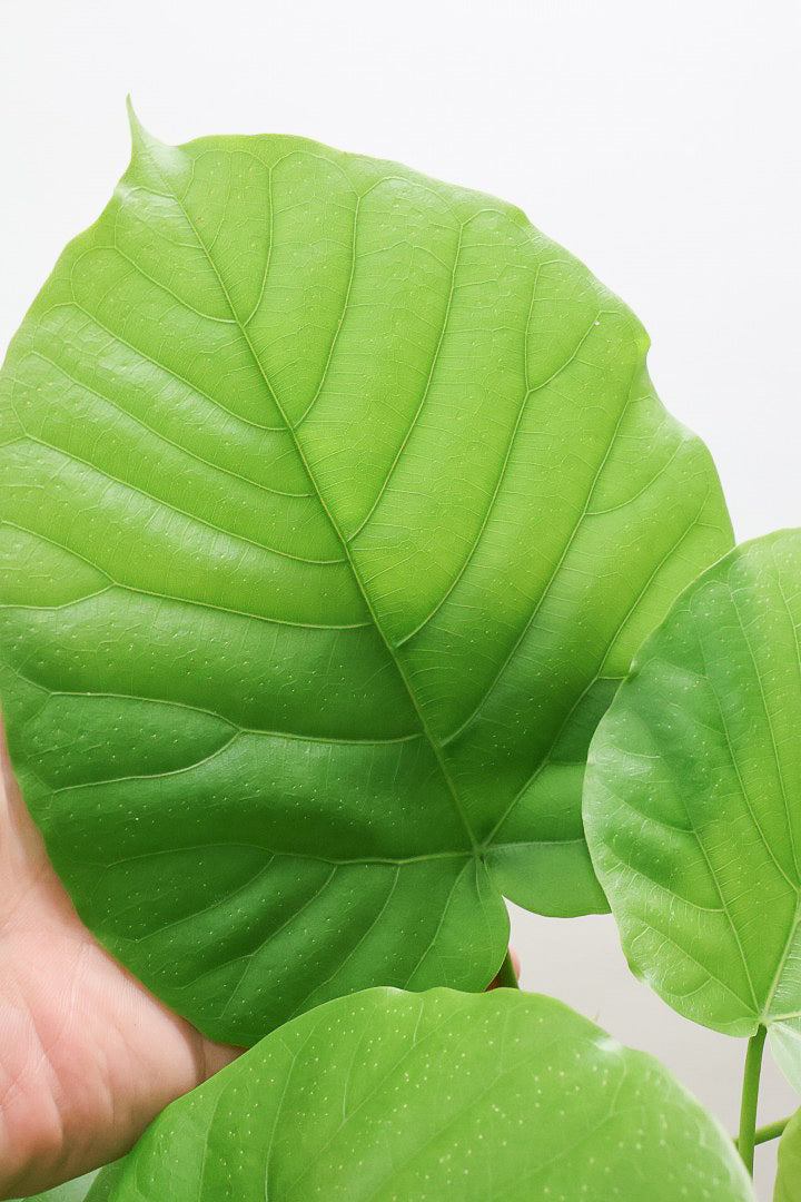 【ウンベラータ】全高68cmのちょうどいいサイズ！10年物の年季の入ったこだわりの幹！今回は葉もコンパクトで美しい個体ですよ！