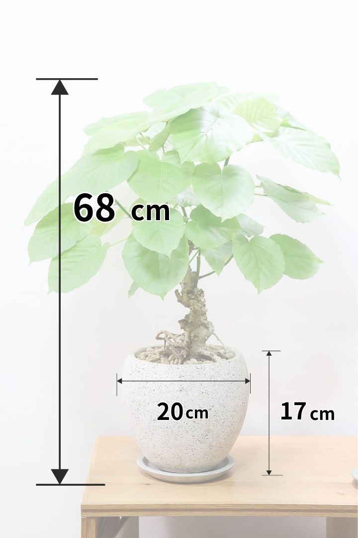 【ウンベラータ】全高68cmのちょうどいいサイズ！10年物の年季の入ったこだわりの幹！今回は葉もコンパクトで美しい個体ですよ！
