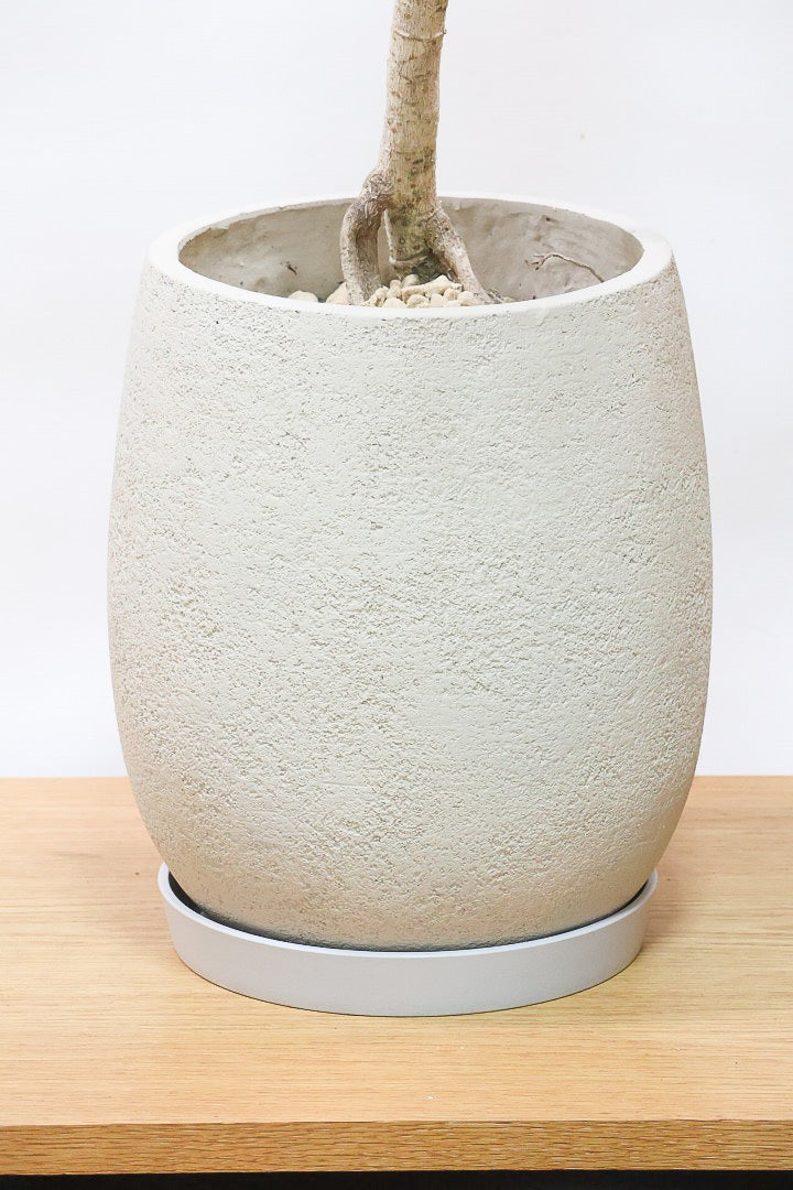 【シェフレラ レナータ】全高135cmのBIGサイズ！この樹形すごくイイ感じやと思います！お部屋のインテリアには最適ですね！