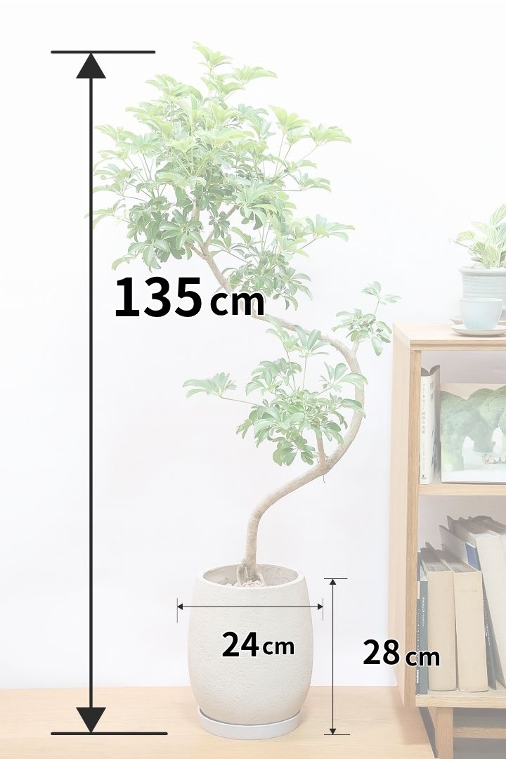 【シェフレラ レナータ】全高135cmのBIGサイズ！この樹形すごくイイ感じやと思います！お部屋のインテリアには最適ですね！