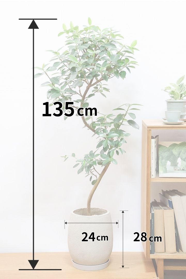 【フランスゴム】全高135cmのBIGサイズ！葉が艶々で美しいんです！そして存在感のある樹形！幹のカーブも素晴らしいおすすめの逸品です！