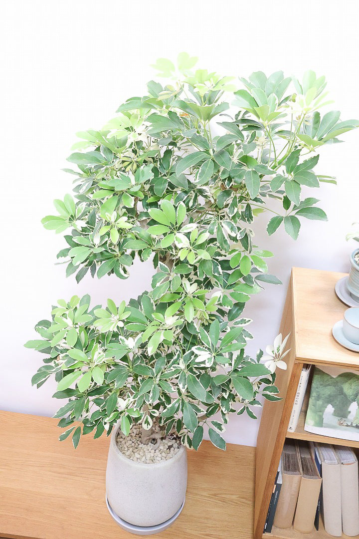 【シェフレラ バリエガタ】全高135cmのボリュームがあるタイプ！ここまでボリュームのある樹形は他では見かけないと思います！