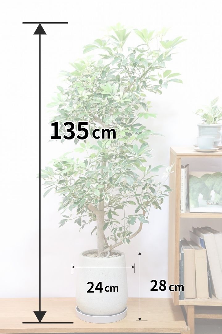 【シェフレラ バリエガタ】全高135cmのボリュームがあるタイプ！ここまでボリュームのある樹形は他では見かけないと思います！