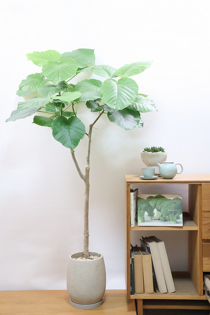【ウンベラータ】全高155cmの存在感のあるタイプ！ここまでのサイズでこの価格はかなりお得だと思います！この機会にぜひ！