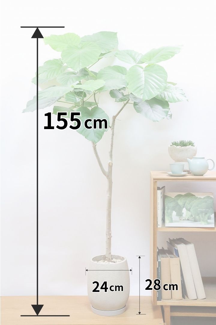 【ウンベラータ】全高155cmの存在感のあるタイプ！ここまでのサイズでこの価格はかなりお得だと思います！この機会にぜひ！