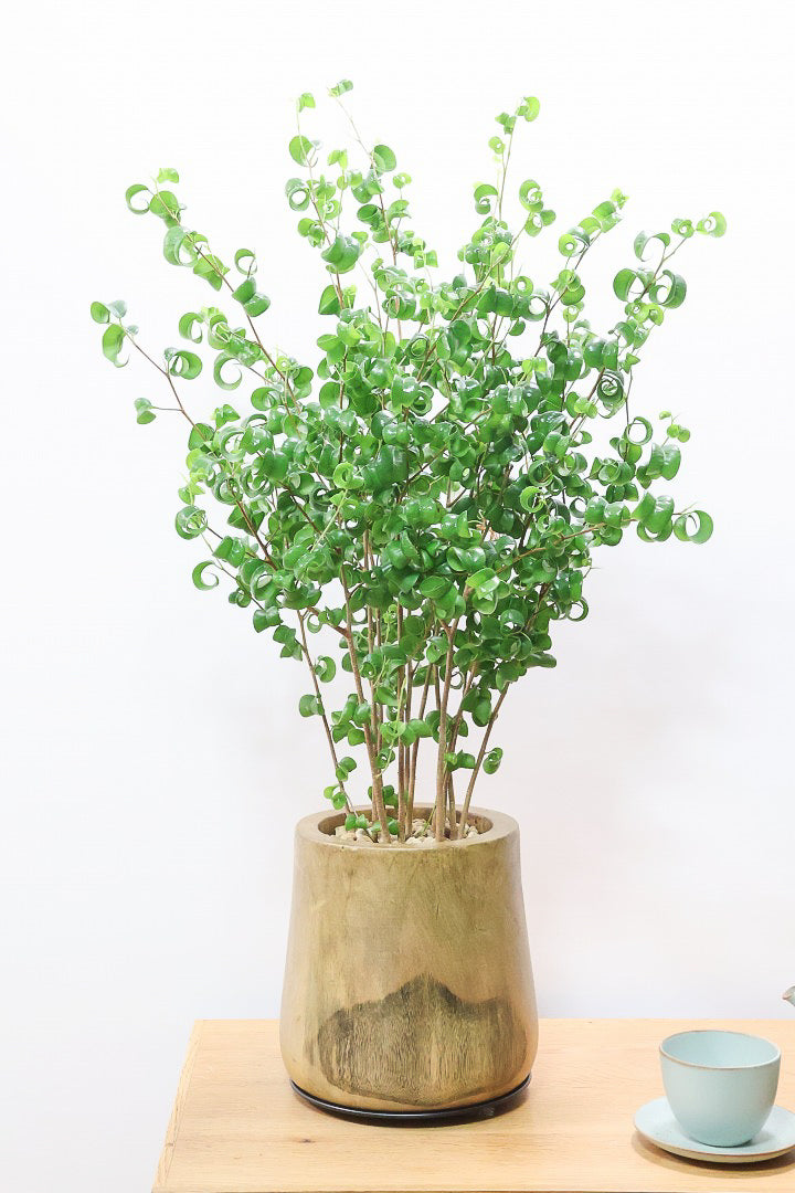 【ベンジャミン バロック】全高75cmのちょうどいいサイズ！しかも今回は人気の木製POT。ボリュームがありますので存在感は保証しますよ！