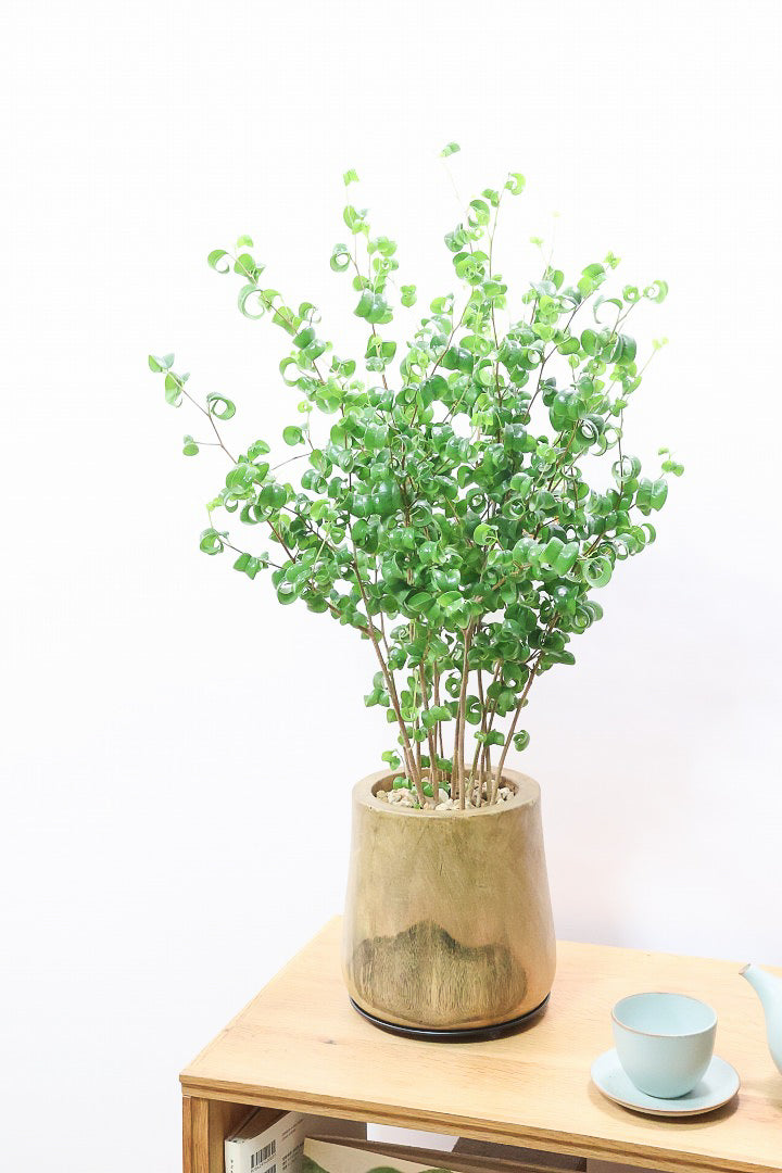【ベンジャミン バロック】全高75cmのちょうどいいサイズ！しかも今回は人気の木製POT。ボリュームがありますので存在感は保証しますよ！