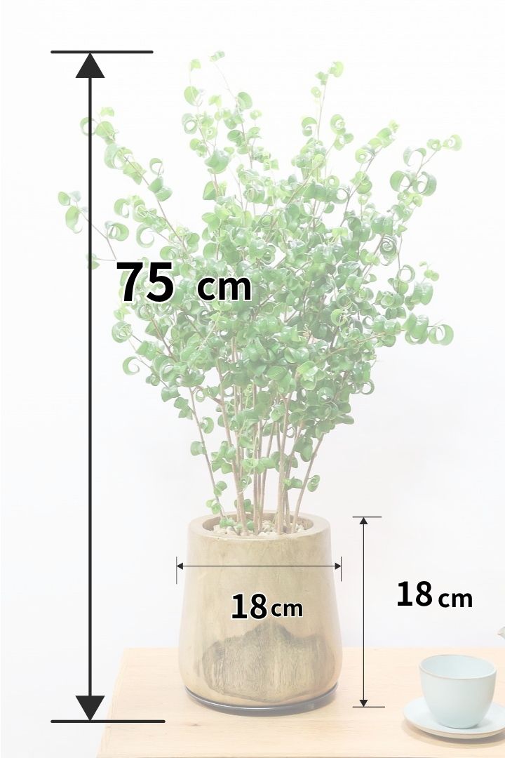 【ベンジャミン バロック】全高75cmのちょうどいいサイズ！しかも今回は人気の木製POT。ボリュームがありますので存在感は保証しますよ！