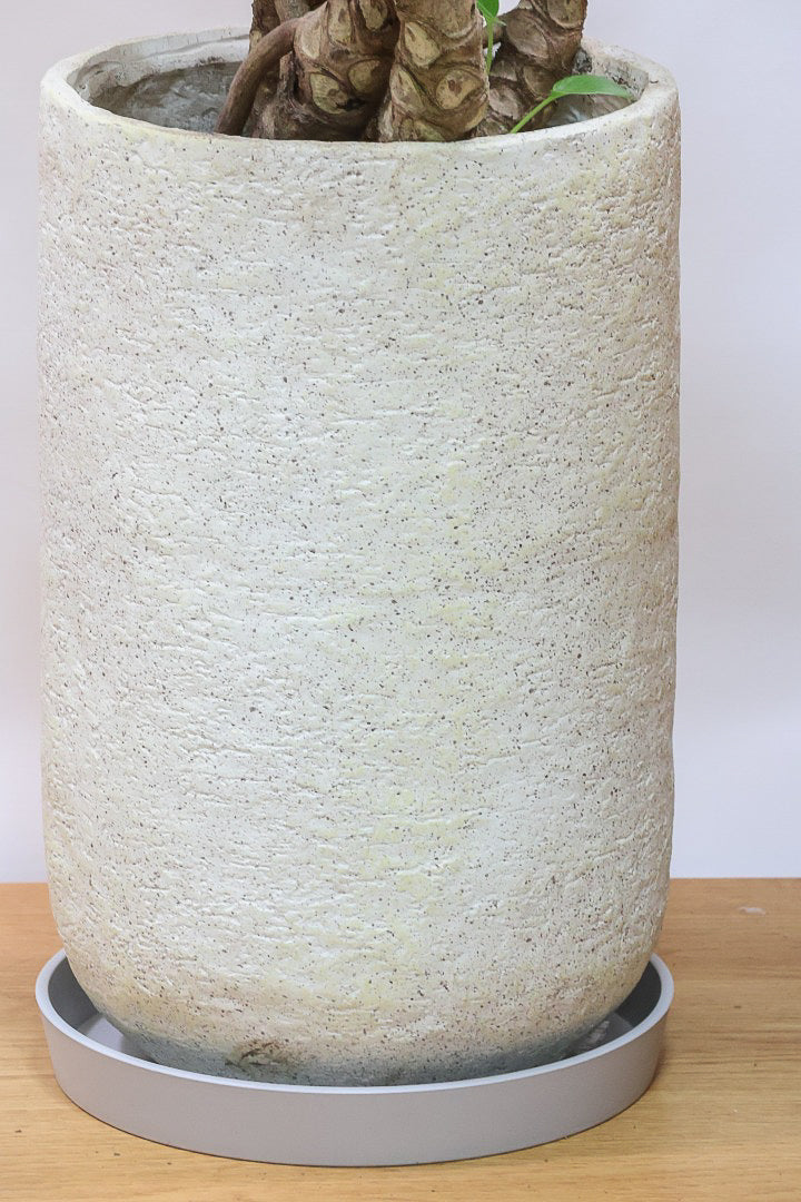 【クッカバラ】全高105cmの個性のある樹形！年季を感じるワイルドな幹のフォルムが特徴。このサイズは希少なのでぜひともご検討ください！