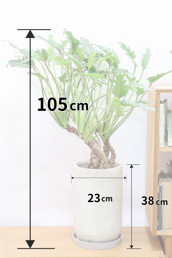 【クッカバラ】全高105cmの個性のある樹形！年季を感じるワイルドな幹のフォルムが特徴。このサイズは希少なのでぜひともご検討ください！