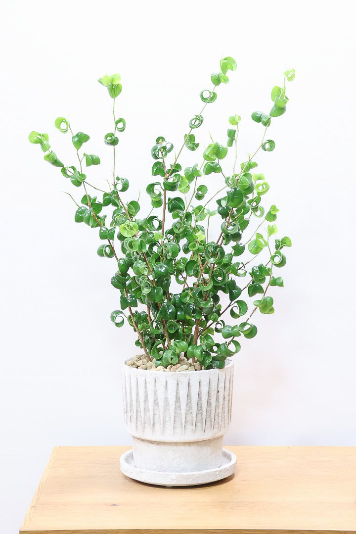 【ベンジャミン バロック】全高54cm！今シーズン初入荷のデザインのPOT。全体のバランスが最高だと思います！
