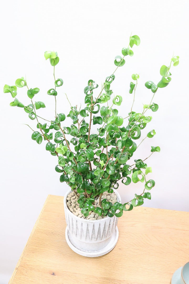 【ベンジャミン バロック】全高54cm！今シーズン初入荷のデザインのPOT。全体のバランスが最高だと思います！