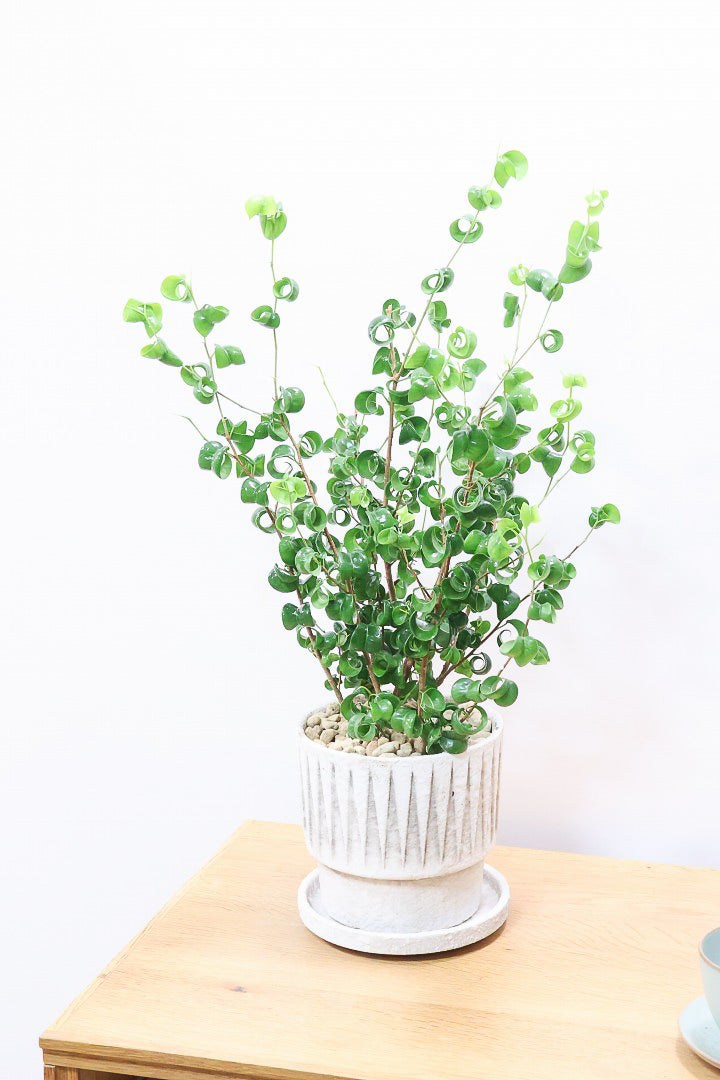 【ベンジャミン バロック】全高54cm！今シーズン初入荷のデザインのPOT。全体のバランスが最高だと思います！