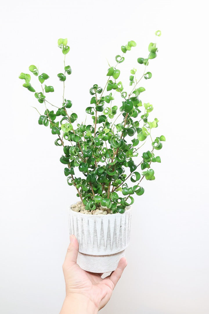 【ベンジャミン バロック】全高54cm！今シーズン初入荷のデザインのPOT。全体のバランスが最高だと思います！