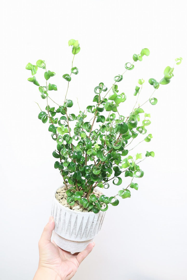 【ベンジャミン バロック】全高54cm！今シーズン初入荷のデザインのPOT。全体のバランスが最高だと思います！