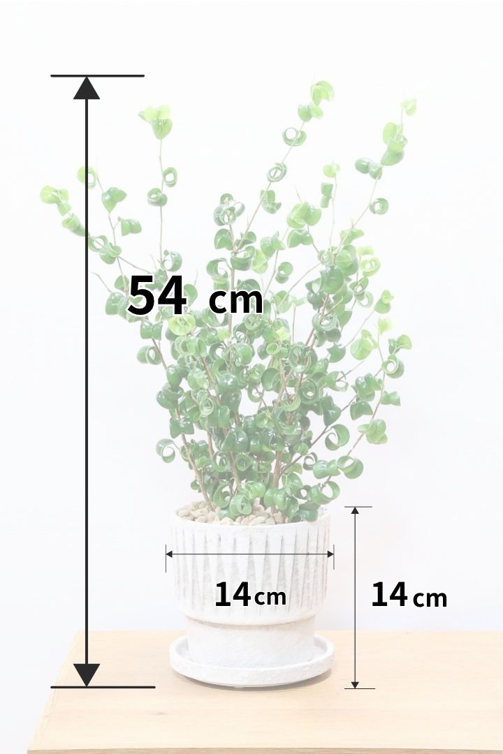 【ベンジャミン バロック】全高54cm！今シーズン初入荷のデザインのPOT。全体のバランスが最高だと思います！