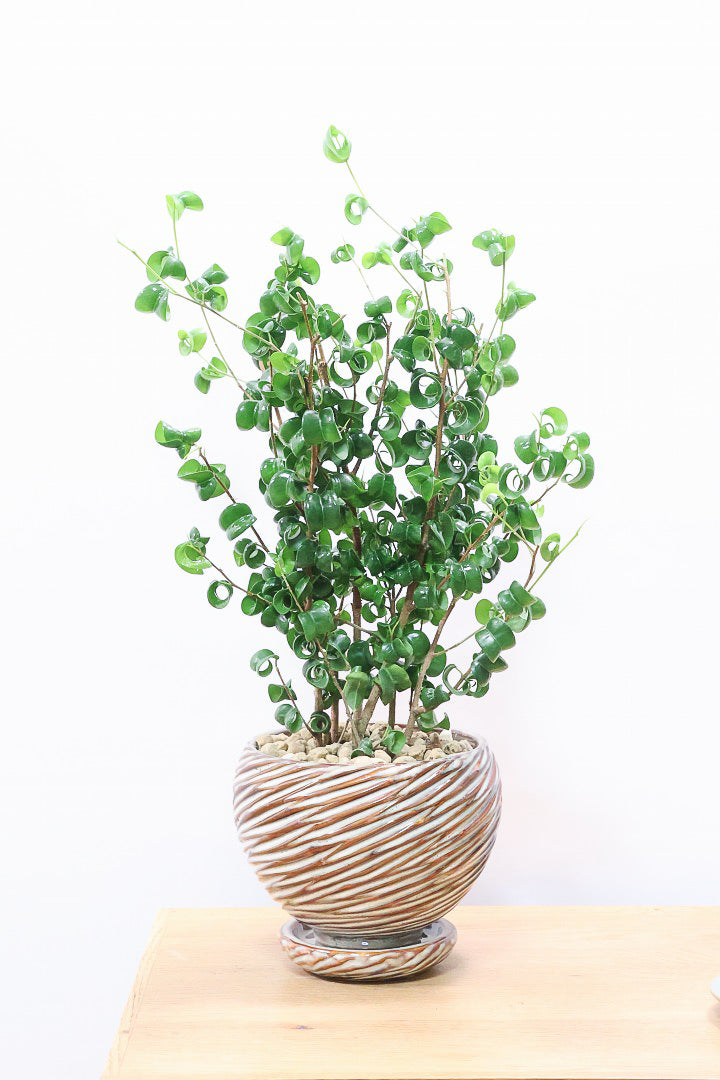 【ベンジャミン バロック】全高46cm！APEGOでも人気のデザインのPOT。このフォルムと植物のフォルムのバランスが最高だと思います！