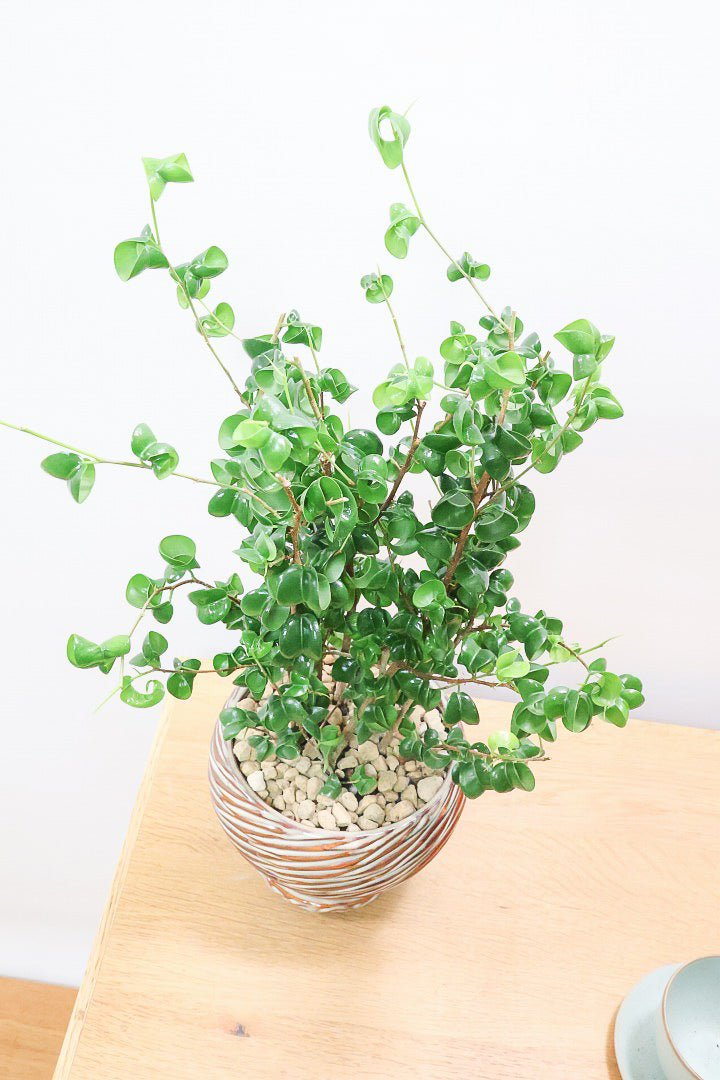 【ベンジャミン バロック】全高46cm！APEGOでも人気のデザインのPOT。このフォルムと植物のフォルムのバランスが最高だと思います！