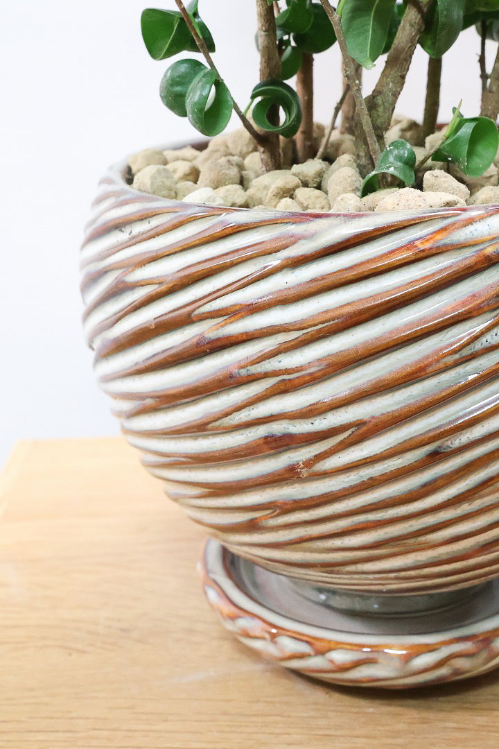【ベンジャミン バロック】全高46cm！APEGOでも人気のデザインのPOT。このフォルムと植物のフォルムのバランスが最高だと思います！