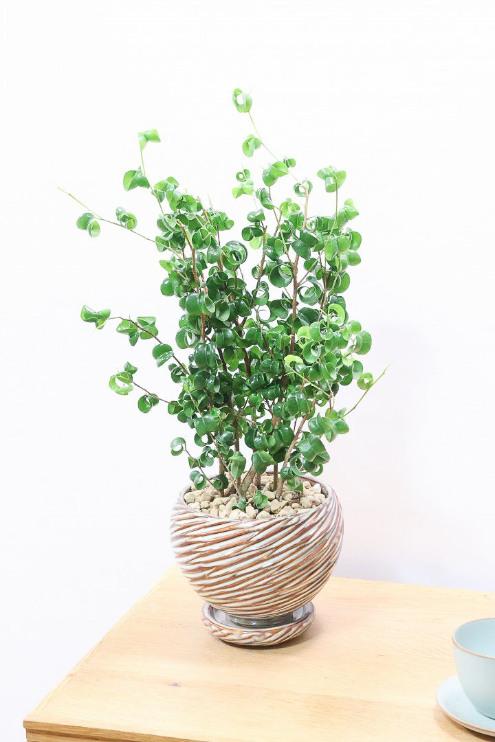 【ベンジャミン バロック】全高46cm！APEGOでも人気のデザインのPOT。このフォルムと植物のフォルムのバランスが最高だと思います！