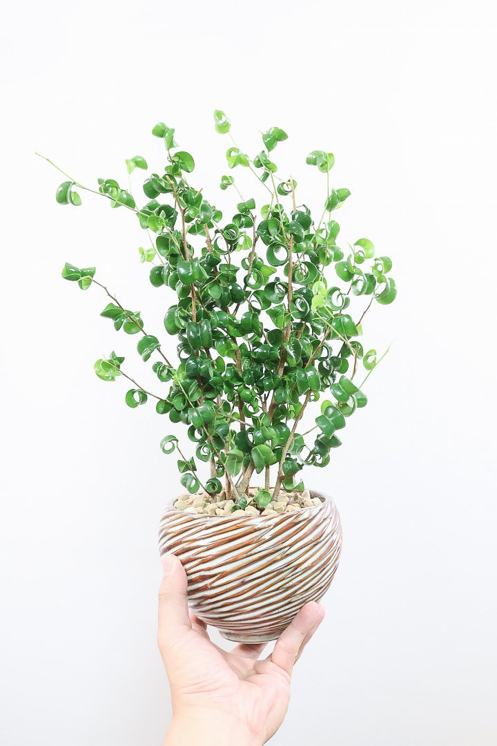 【ベンジャミン バロック】全高46cm！APEGOでも人気のデザインのPOT。このフォルムと植物のフォルムのバランスが最高だと思います！