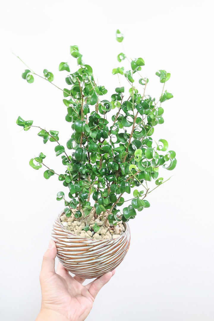 【ベンジャミン バロック】全高46cm！APEGOでも人気のデザインのPOT。このフォルムと植物のフォルムのバランスが最高だと思います！