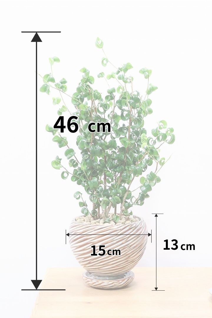 【ベンジャミン バロック】全高46cm！APEGOでも人気のデザインのPOT。このフォルムと植物のフォルムのバランスが最高だと思います！