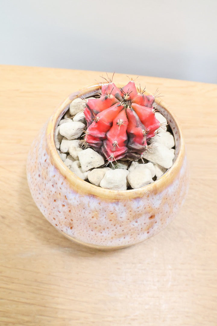 【ギムノカリキウム】全高9cmの超ミニミニサイズ！赤味がとても強い個体です！POTとのコントラストもイイ感じに仕上げました！