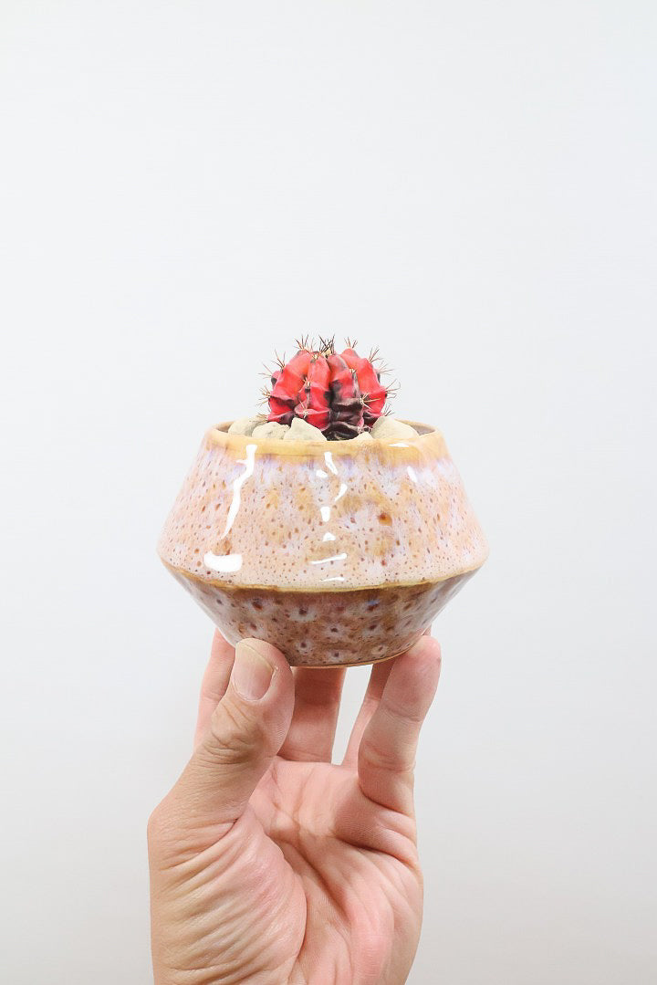 【ギムノカリキウム】全高9cmの超ミニミニサイズ！赤味がとても強い個体です！POTとのコントラストもイイ感じに仕上げました！