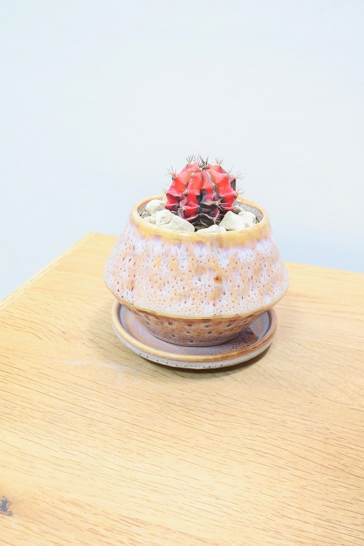 【ギムノカリキウム】全高9cmの超ミニミニサイズ！赤味がとても強い個体です！POTとのコントラストもイイ感じに仕上げました！