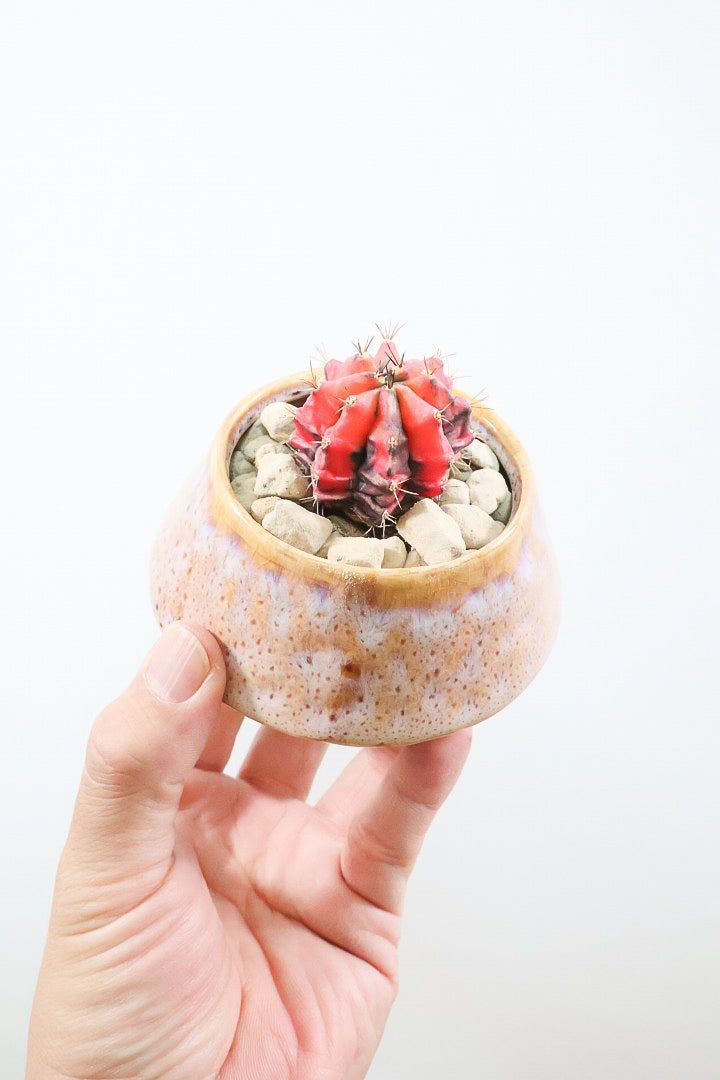 【ギムノカリキウム】全高9cmの超ミニミニサイズ！赤味がとても強い個体です！POTとのコントラストもイイ感じに仕上げました！