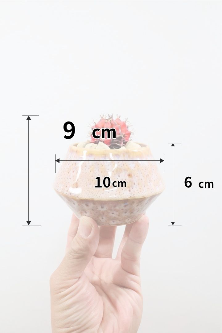【ギムノカリキウム】全高9cmの超ミニミニサイズ！赤味がとても強い個体です！POTとのコントラストもイイ感じに仕上げました！